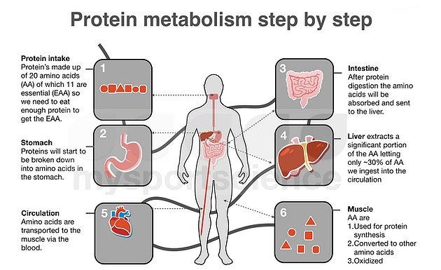 how much protein to gain muscle